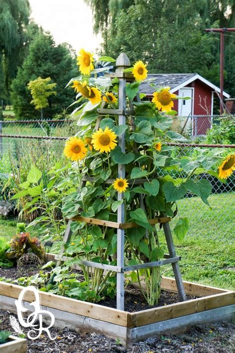 Magic garden with tall sunflowers